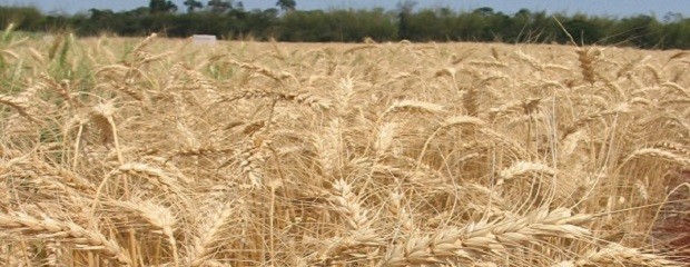 65% creció el área de trigo en Entre Ríos