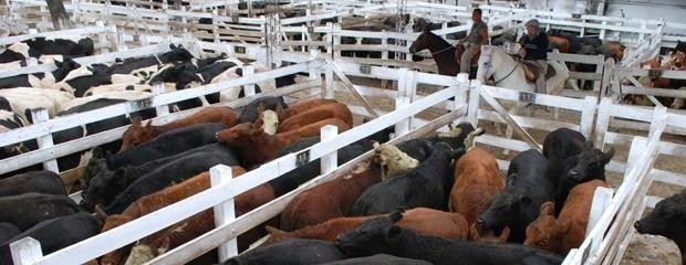 El ternero alcanzó un precio máximo de 14,00 $/kg en Liniers