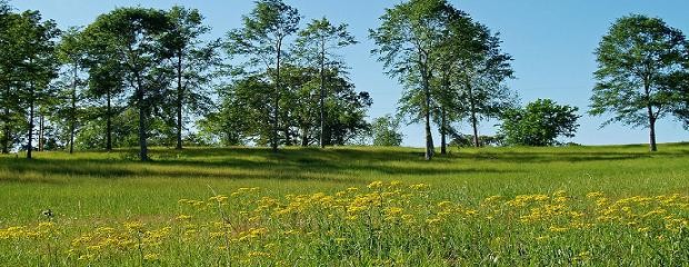 Los precios de los campos se encuentran por debajo del 2012