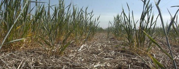 Frenan la siembra por falta de lluvias y altas temperaturas