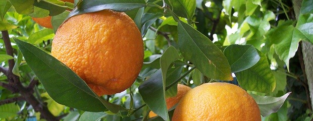 Citrus: 