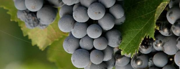 Los productores de uvas, con menor rentabilidad