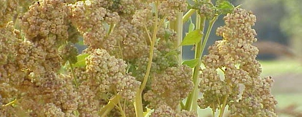 Destacan que crece la producción de quinoa en la Argentina