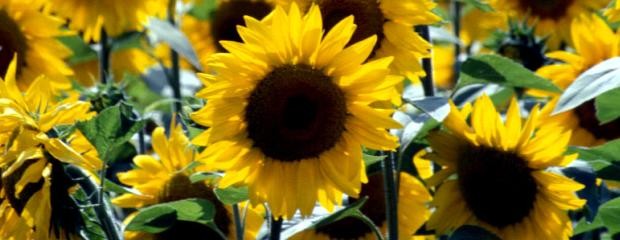 Estiman buenos rindes de girasol