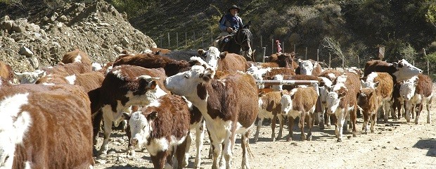 Se regula el uso de la picana en el ganado