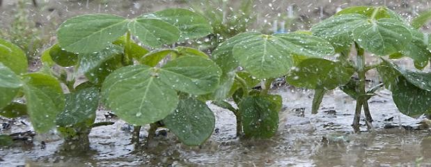 Las lluvias de esta semana pueden ser clave para la soja