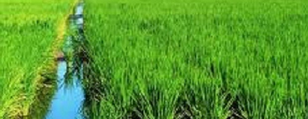 ARROZ: se espera un rinde promedio de 8000 ha.              