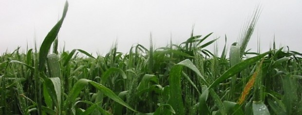 Nueva alerta por fuertes tormentas