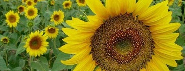 Girasol, 2.770 hectáreas sembradas en Entre Ríos