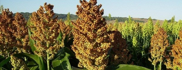 Sorgo, aves plagas ocasionan daños de importancia