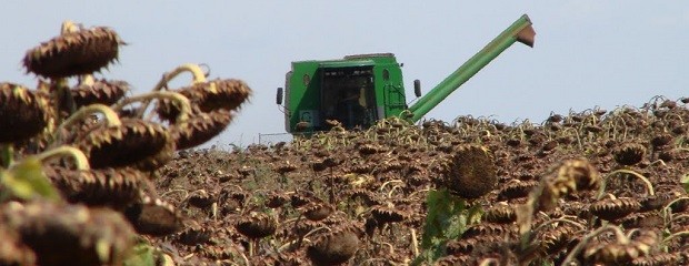 La zafra de girasol inició en Entre Ríos