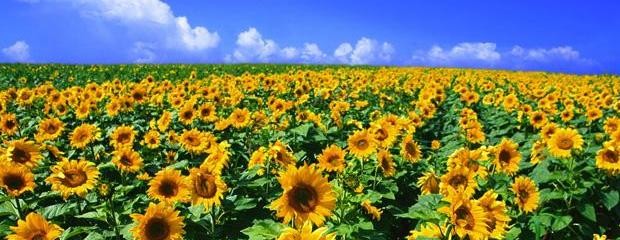 Fuerte caída de la cosecha de girasol en la Argentina