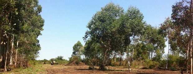 El Senado sancionó la ley de bosques