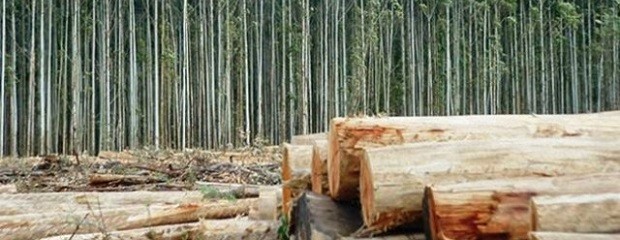 Visión y proyectos para el futuro del Cluster Forestal