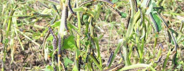 Anticarsia gemmatalis hizo estragos en el sur entrerriano