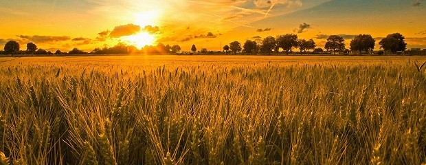 Trigo argentino en tierras uruguayas