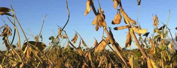 La soja sin demandas hídricas