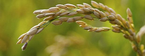 Se producen semillas de alta calidad de arroz en Entre Ríos 