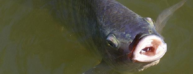 Criar peces avanza corriente arriba en el norte santafesino