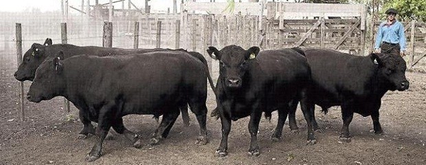 Feedloteros esperan revertir baja ocupación 