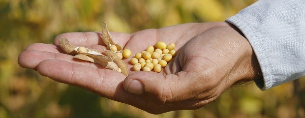 Los rindes en algunas zonas serán récord