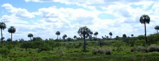 Selva de Montiel, ¿en peligro de extinción?