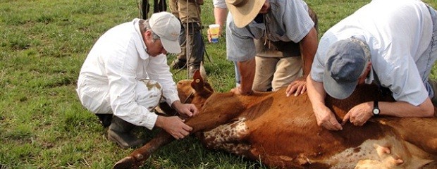 Se vacunó alrededor del 60% del ganado