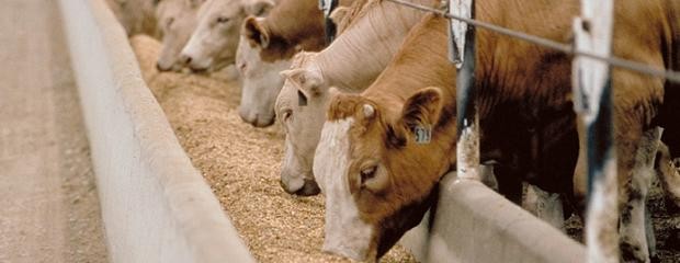 Europa  reactival trámite de acceso a la cuota feedlotera