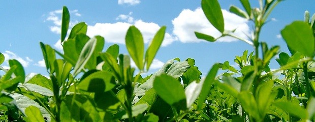 Proponen agregarle valor a la alfalfa