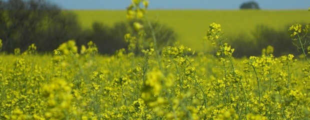 Caería alrededor del 48% la superficie sembrada con colza