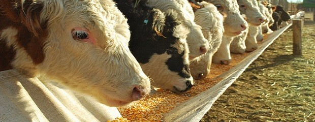 Feedlots muestran un alza en su ocupación