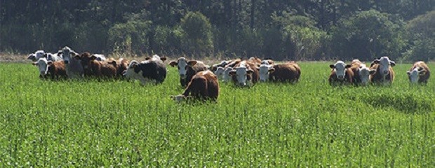 Intensifican los controles sobre el peso de faena