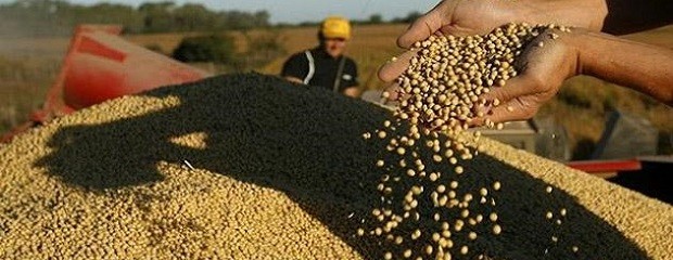 Se cosechó un 80% del área de soja