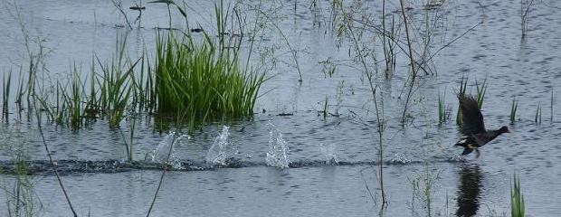 La crecida del río Paraná podría generar inundaciones