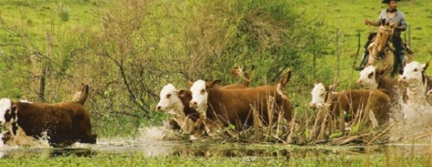 Agilizan los trámites para traslado de ganado a zonas altas