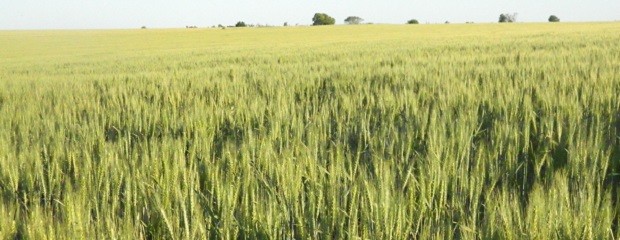 Dudan que la siembra de trigo llegue a las 4 M/ha