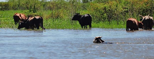 Las vacas, con el agua al cuello