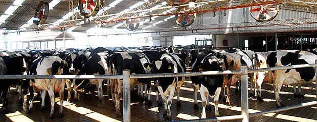 Tamberos reclamaron un precio de la leche rentable 