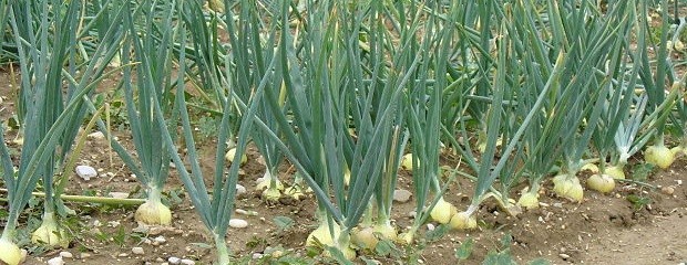 Cebollas para producir en zonas húmedas