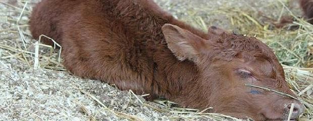 Nació el primer ternero en La Rural