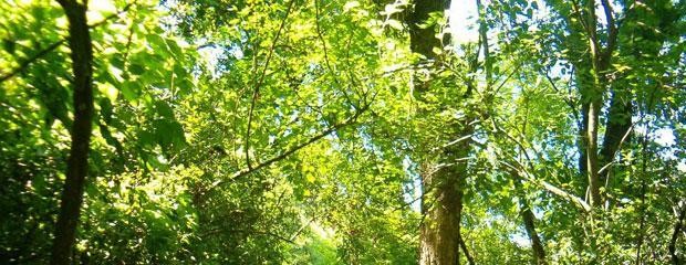 Aún no se reglamentó la ley de bosques nativos