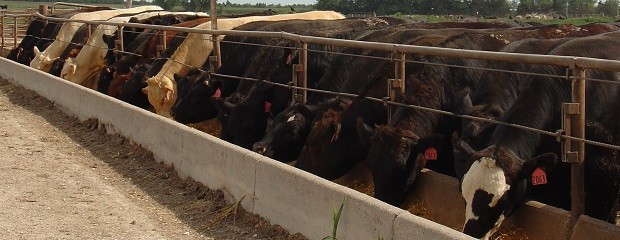 Arrancan los trámites para exportar carne feedlot 