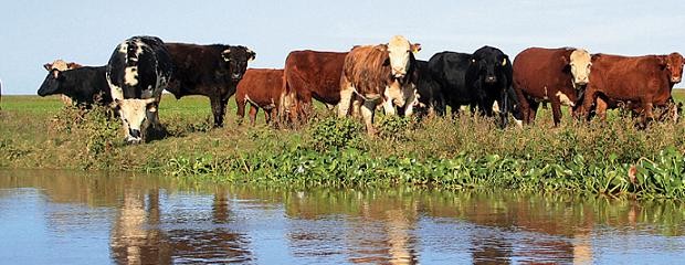 Declararon la emergencia ganadera y desastre agropecuario 