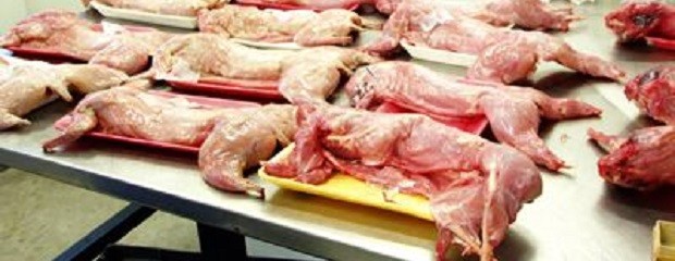 Buscan mejorar atributos nutricionales de la carne de conejo