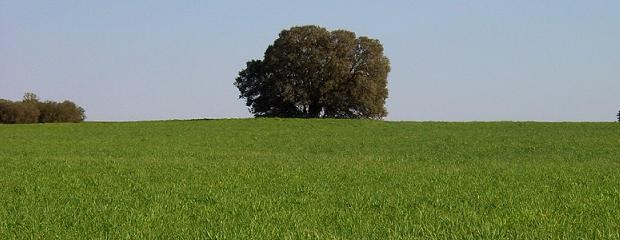 Cielos despejados ganan cobertura