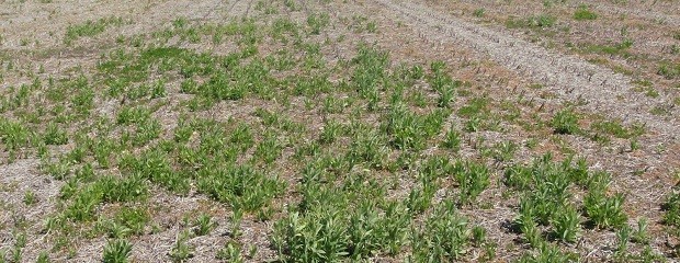 Crece la resistencia de las malezas a los herbicidas