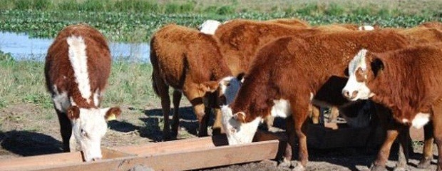 Cámara de Feedlot: 