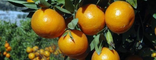 La Federación del Citrus ratificó el caso positivo de HLB 