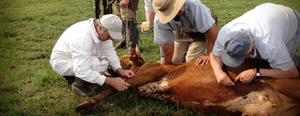 Detectaron focos de garrapatas en campos entrerrianos