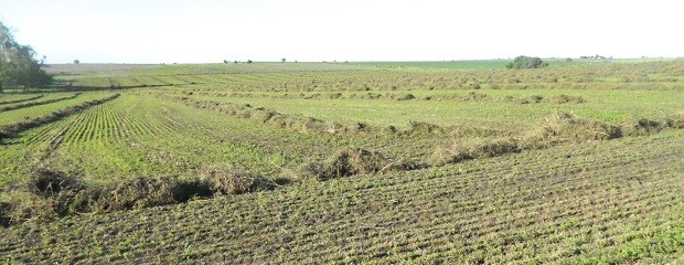 No prevén una caída de precios de campos